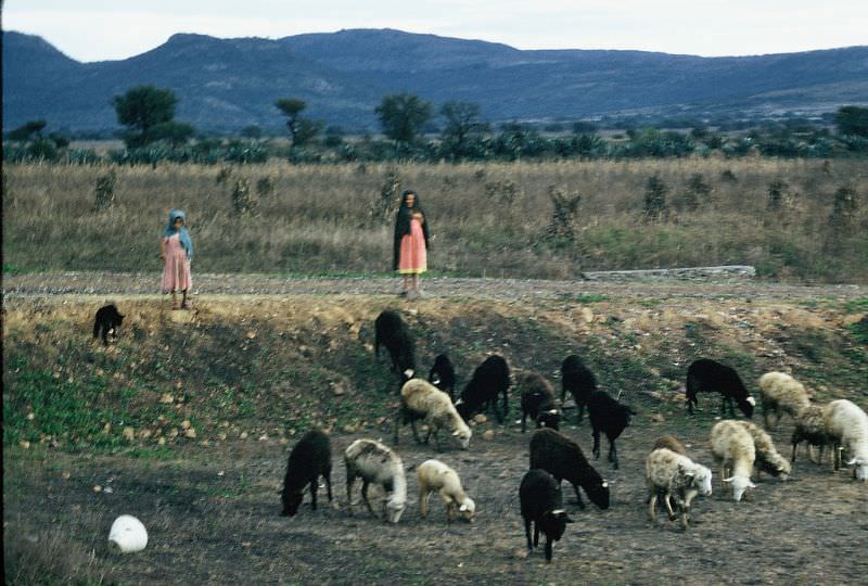 #59 Mexican girls herding sheep, December 1958