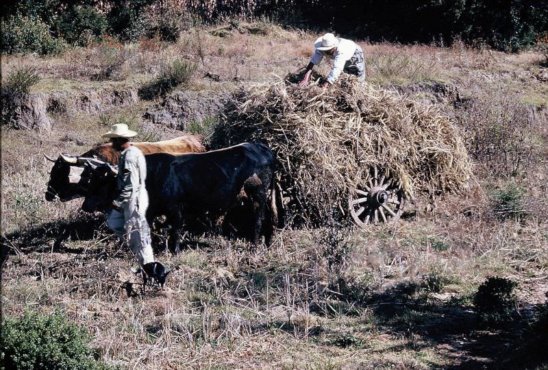 #61 Oxcart loaded with corn stalks, Mexico, December 1958