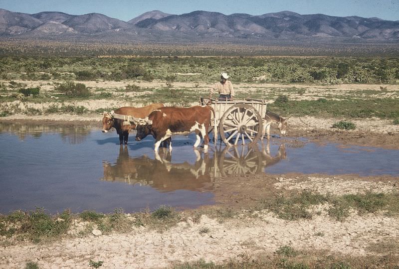 #62 Oxcart, rural Mexico, December 1958