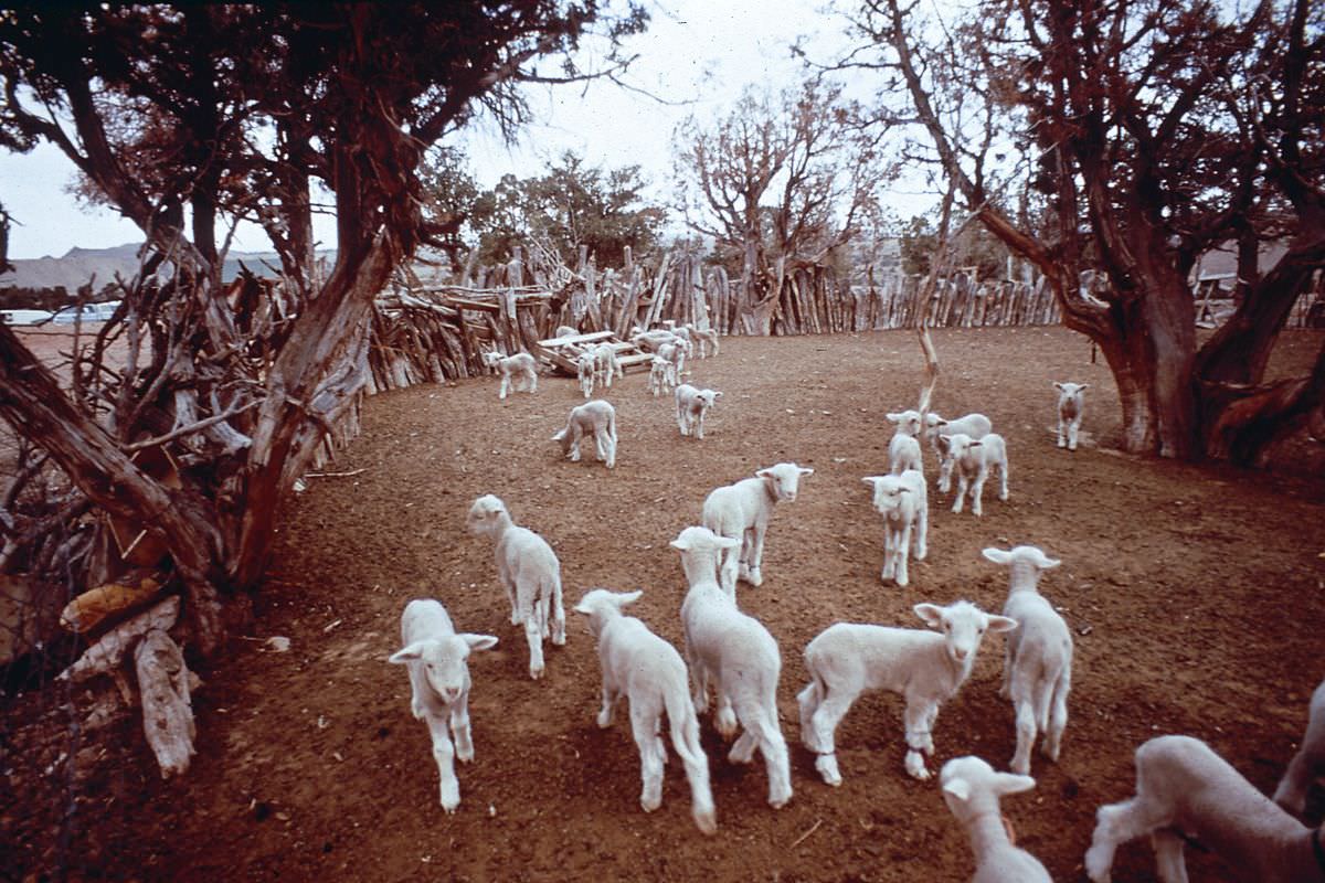 #35 A sheep paddock in the Navajo Reservation in Coconino county, Arizona.