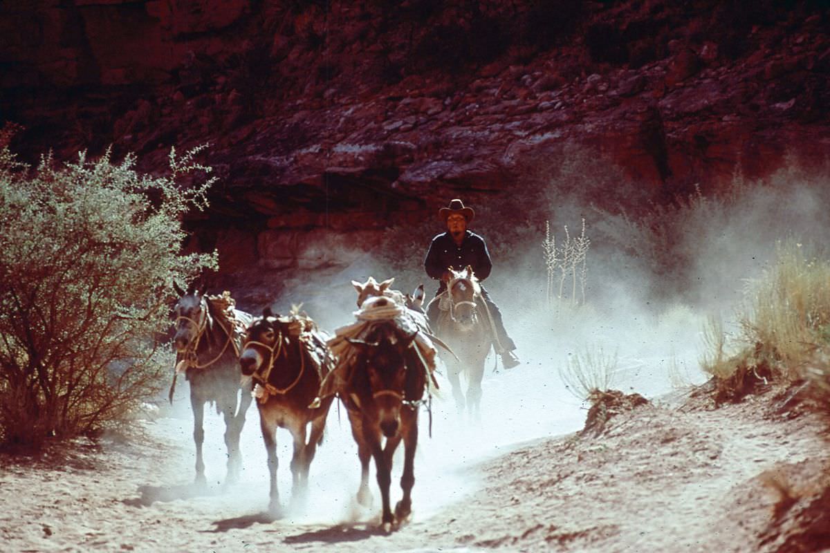 #1 A man rides a mule train into the Grand Canyon near Peach Springs, Arizona.