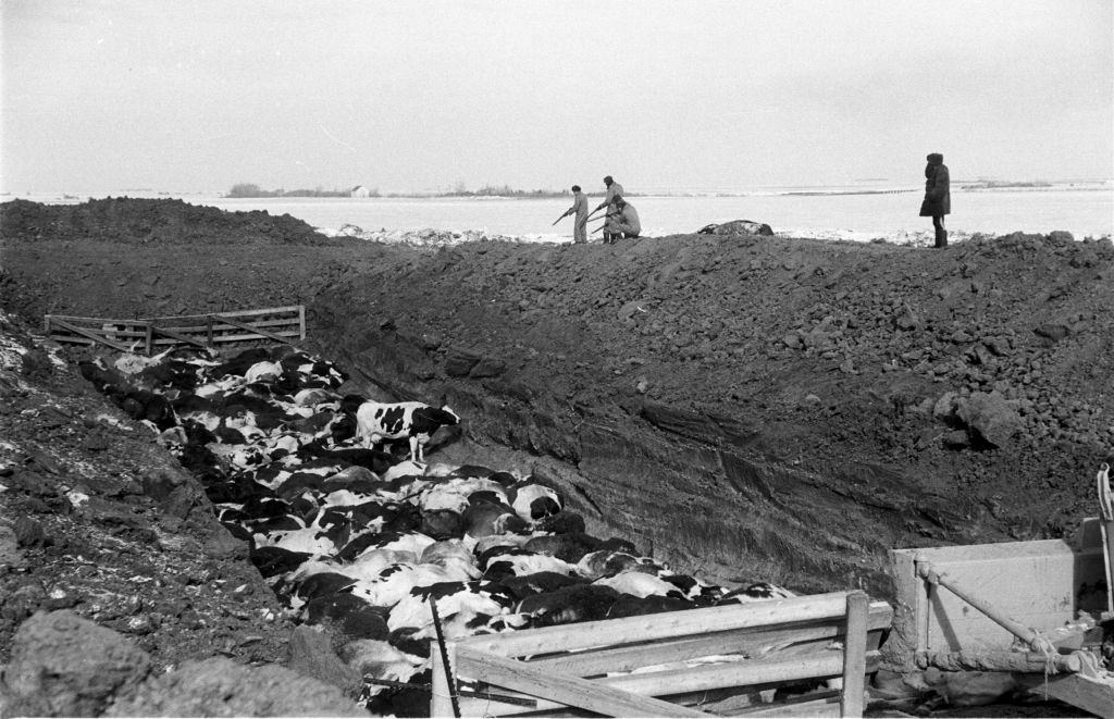#42 Dying cows due to hoof and mouth disease, Regina, Saskatchewan, March 1952