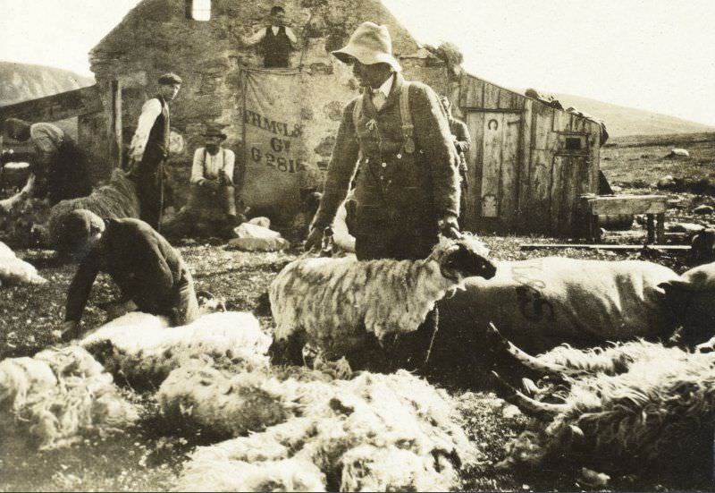#52 Sheep-shearing near The Dorback, 1907.