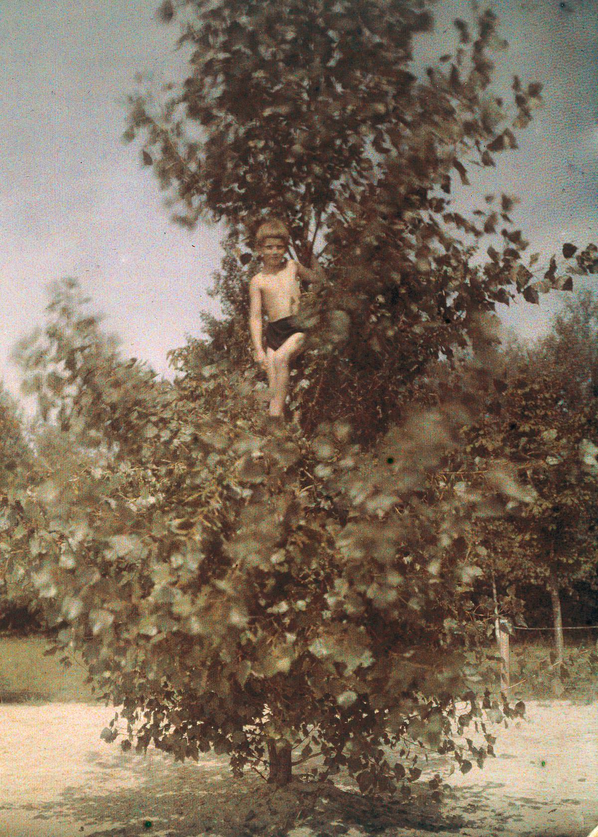 #17 Boy in a tree.c. 1920