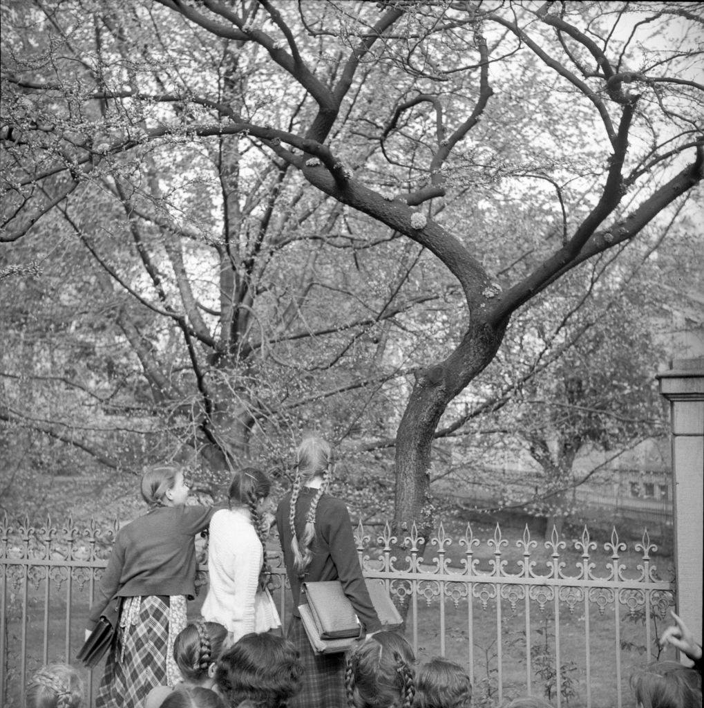 #43 Judas tree at Hirschengraben, Zurich. 1950