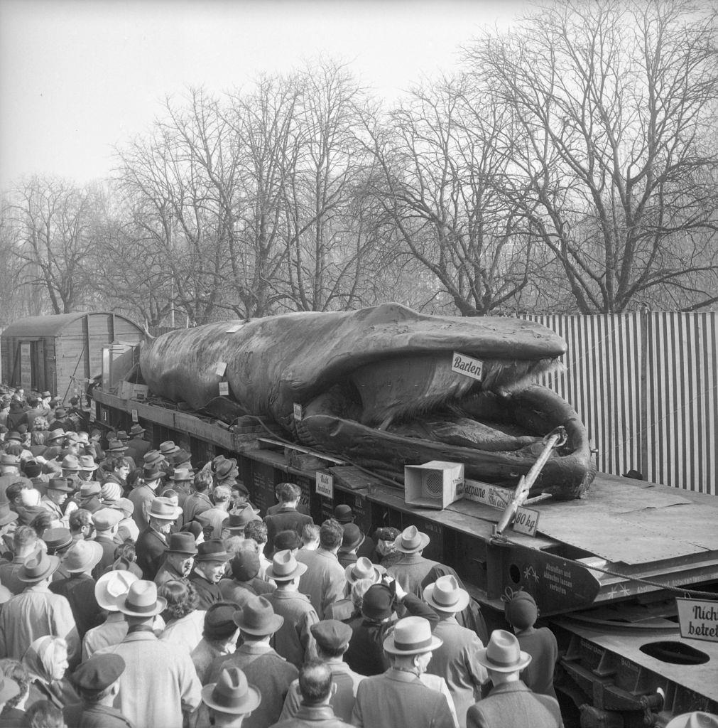 #5 Onlookers watching dead whale, Zurich 1952.