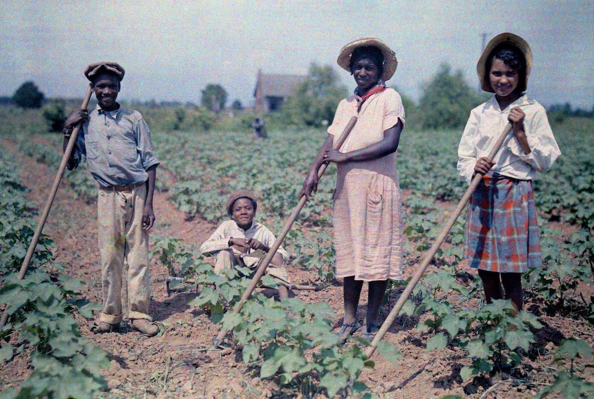#23 People in the cotton field in Louisiana.