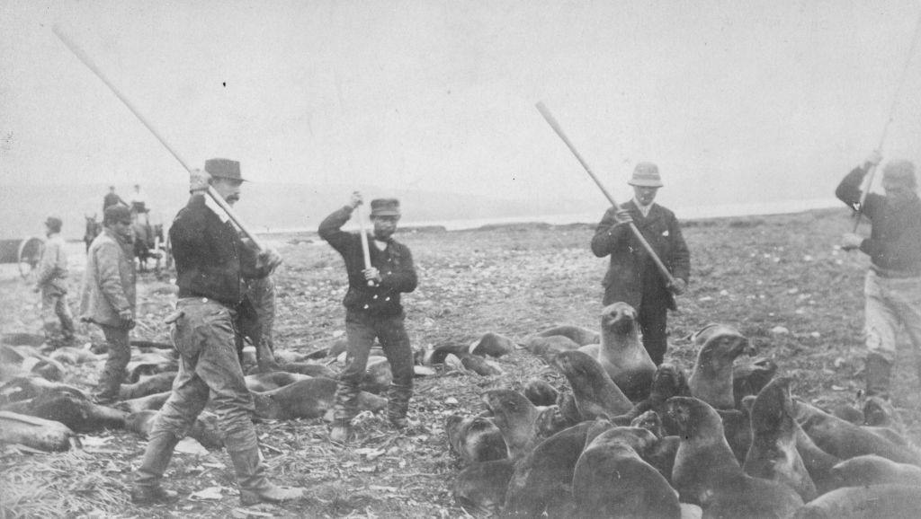 #53 Inuits clubbing seals to death at the killing ground on St Paul Island in Alaska, 1880s.
