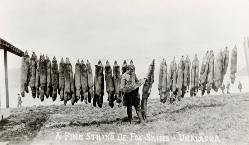 #48 A fine string of fox skins, Unalaska, 1890.