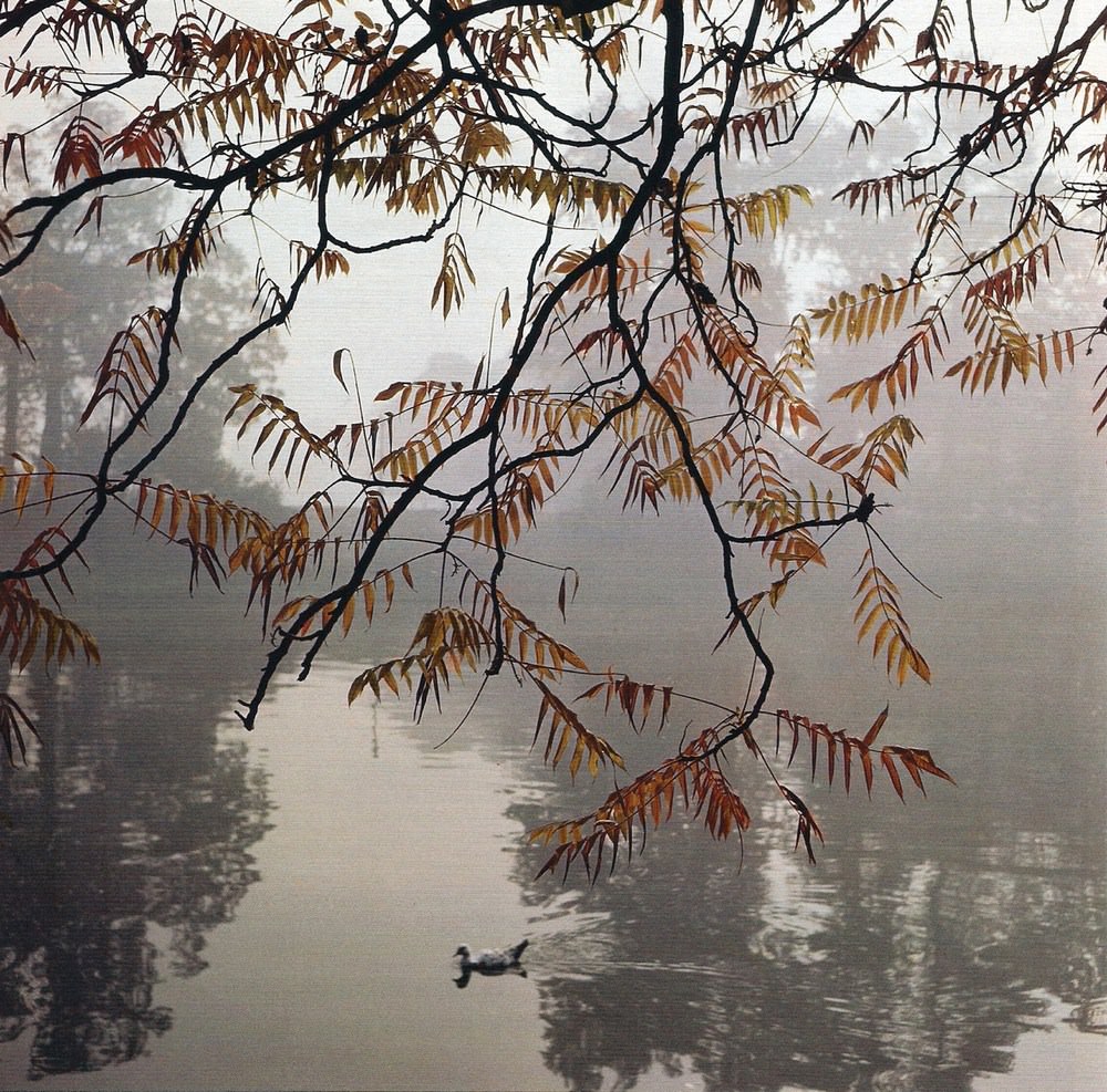#27 A duck swimming in the lake