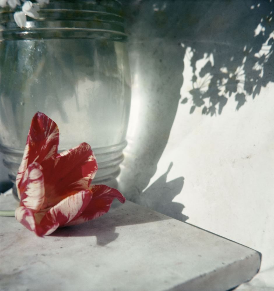 #28 Flower in Opion, 1963.