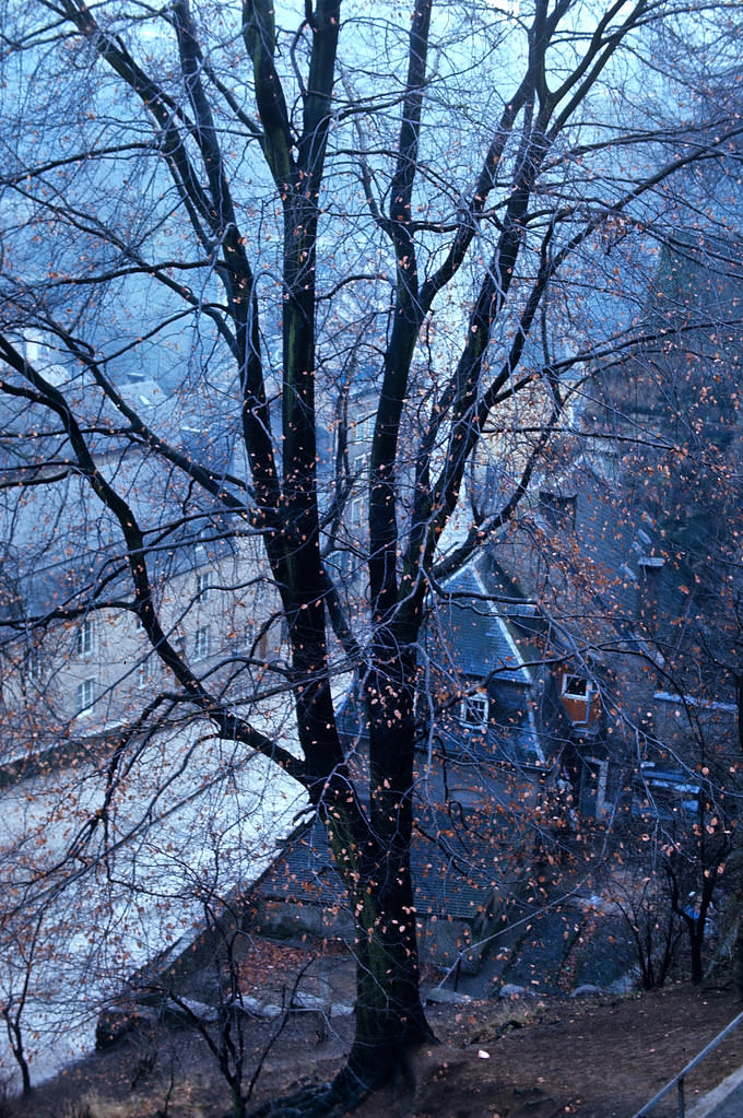 #40 A Tree in Winter, Luxembourg City, Jan 1972
