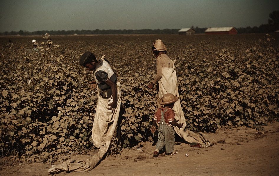 #11 Day laborers picking cotton, near Clarksdale. Mississippi Delta, November 1939