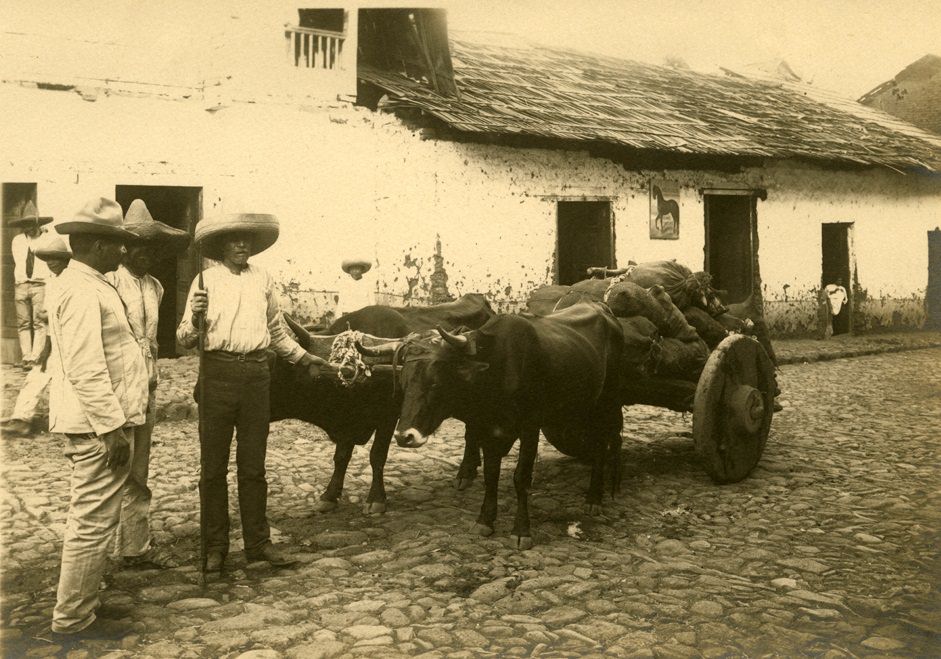 #12 Men with oxen and cart. Mexico, 1904
