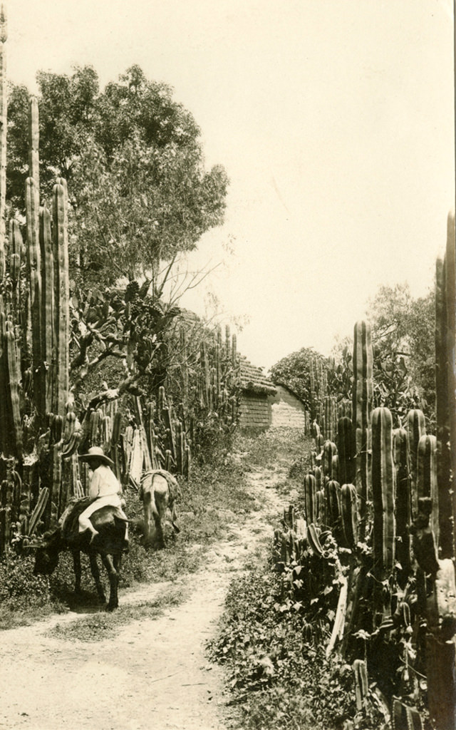 #13 Native boy with mules or donkeys. Mexico, 1904