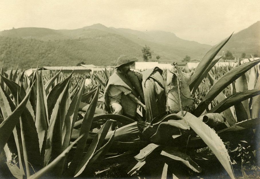 #16 Tlachiquero, ca. 1906-1920