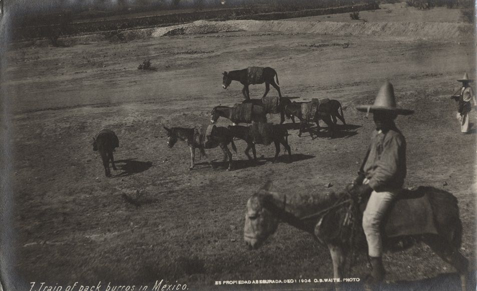 #51 Train of pack burros in Mexico, 1904