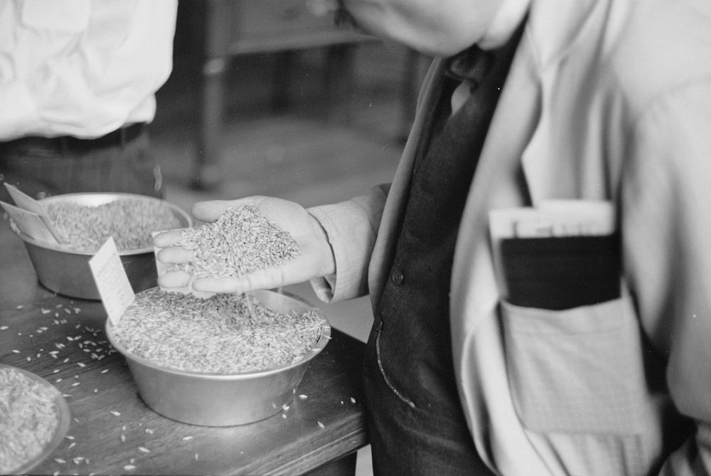 #69 Buyer examining sample of oats at open market, Minneapolis Grain Exchange, Minnesota, 1939.