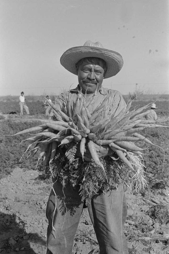 #14 Mexican carrot worker, Edinburg, Texas, February 1939.