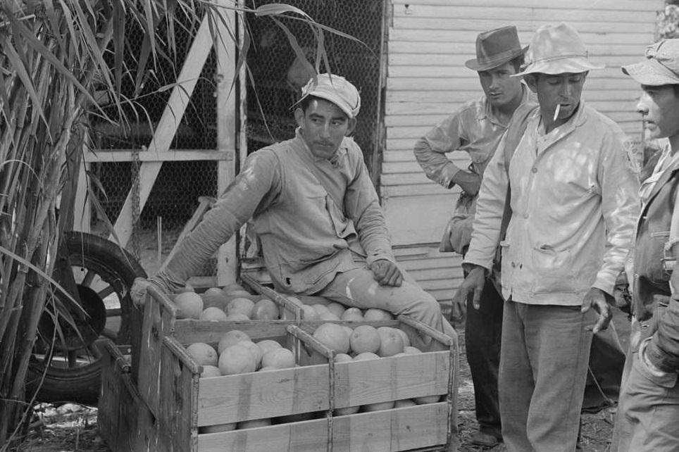 #26 Mexican citrus workers near Weslaco, Texas, February 1939.