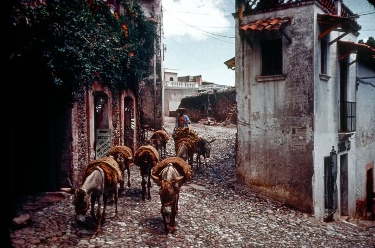 #1 Burros on a street of Taxco, 1950s