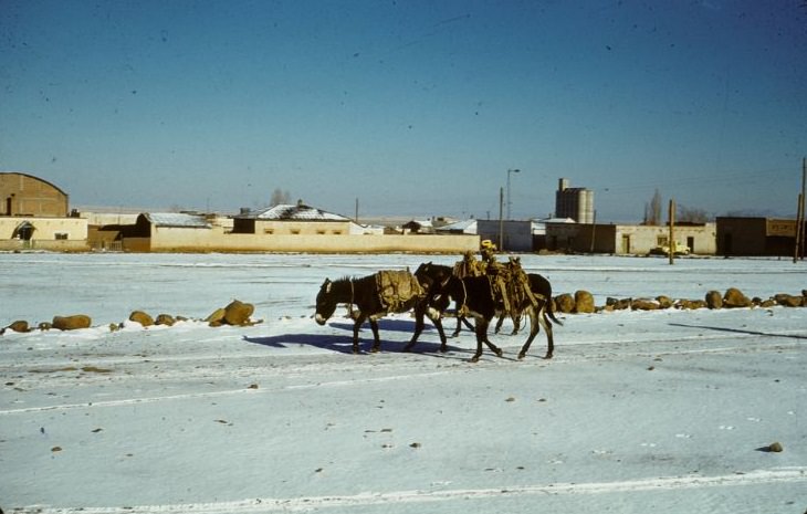 #13 Three donkeys in light snow. Cuauhtemoc, 1950s