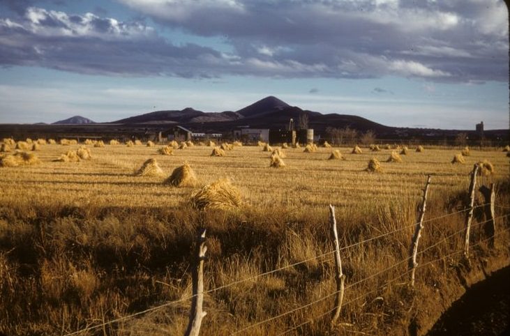 #28 Grain fields in north of Cuauhtemoc, December 1958