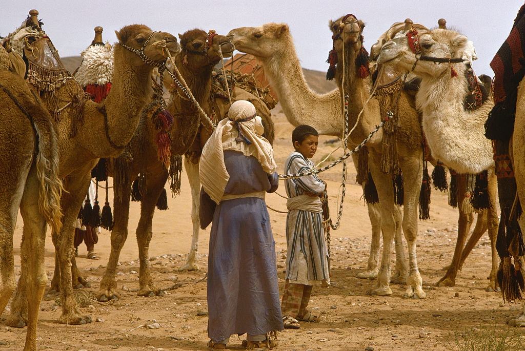 #3 Bedouins ties up camels in the Sahara Desert in Morocco, 1971.
