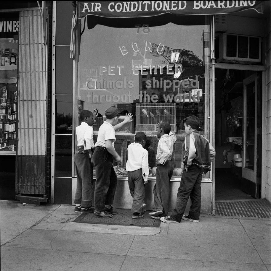 #19 An ethnically diverse group of young boys enjoy the animals in the window of Boro Pet Center at 78 Henry Street in Brooklyn Heights, March 1958.