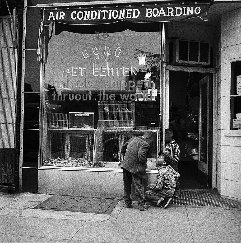 #43 Three young African American boys enjoy the animals in the window of Boro Pet Center in Brooklyn Heights, March 1958.