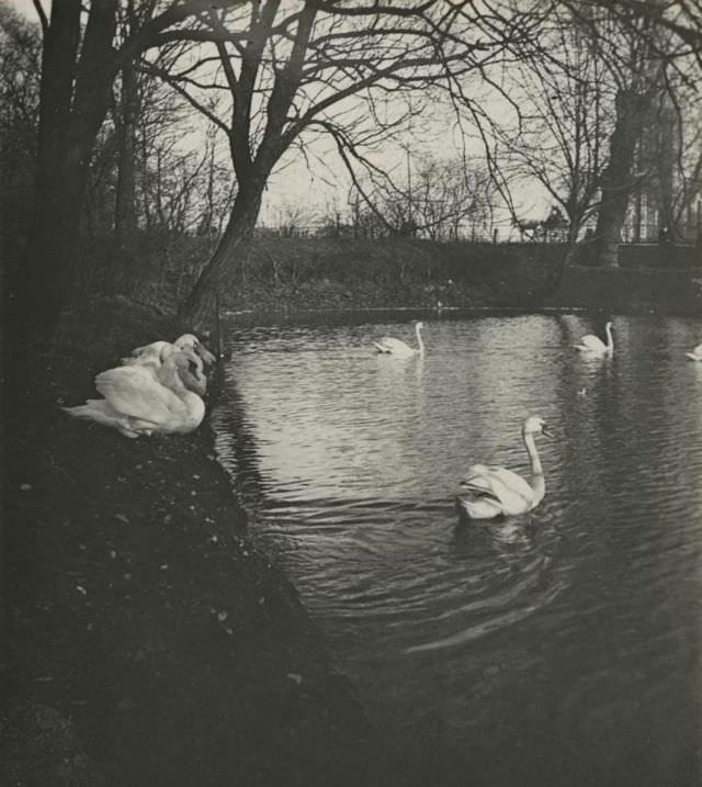 #43 The castle grave with swans