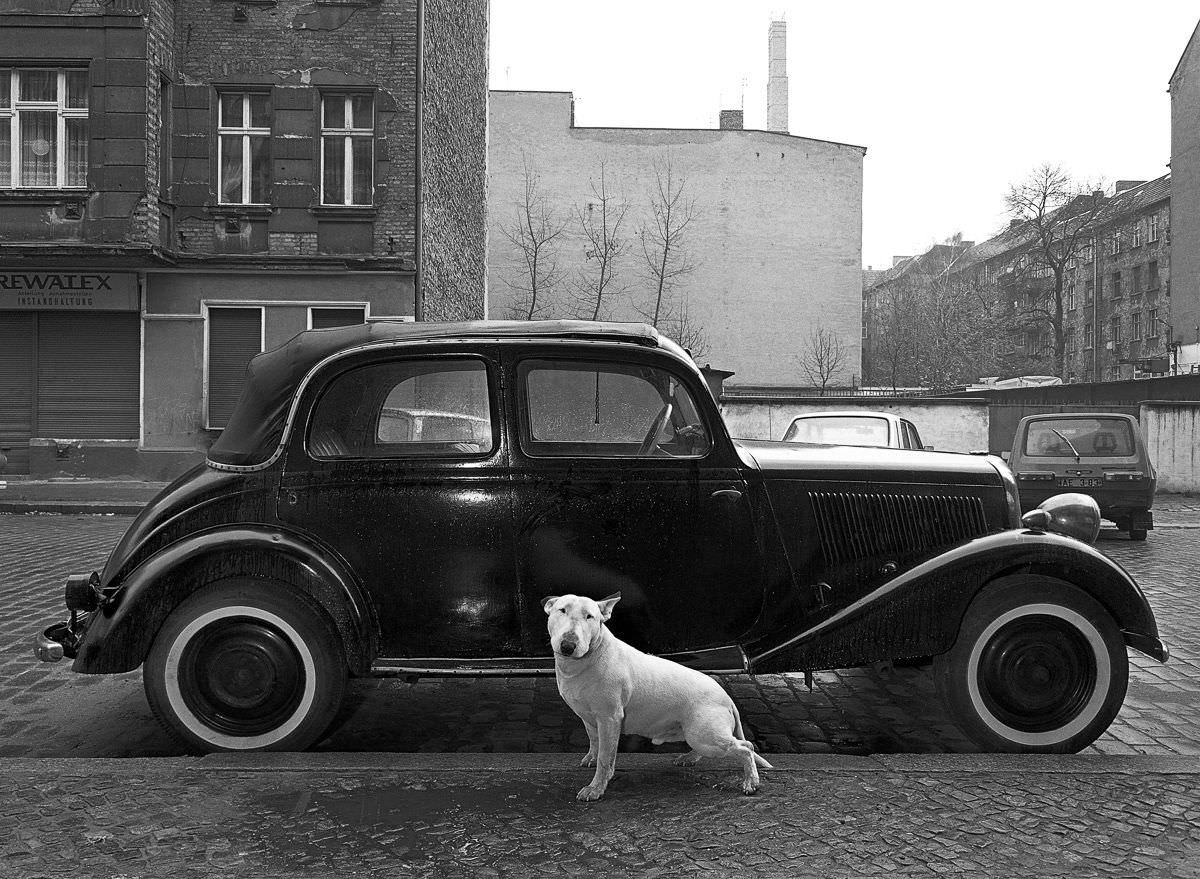 #15 Rocky the bull terrier in front of a 1936 Mercedes.
