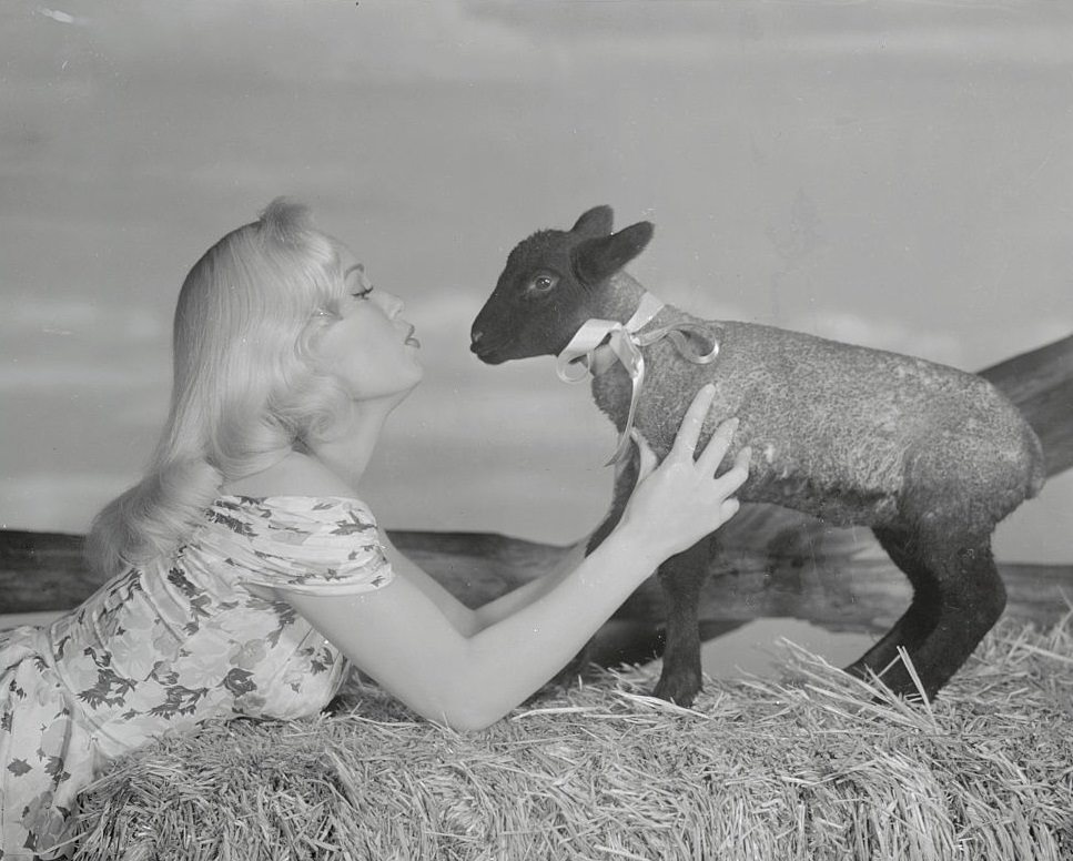 #8 Mamie Van Doren Posing on Ground with a Small Lamb, 1955.