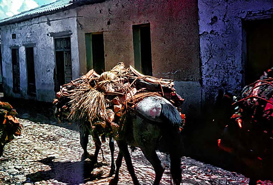 #6 Burro with wood in Mexico, 1955