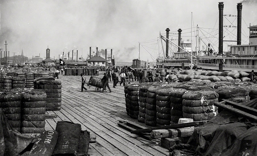 #6 Cotton on the levee at New Orleans, along the Mississippi River, 1890