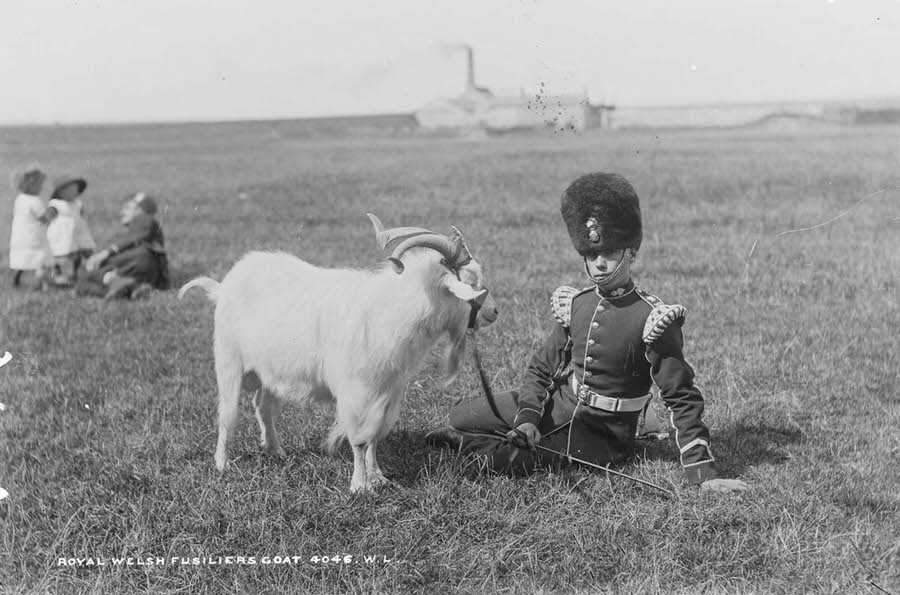 #24 A Royal Welsh Fusilier with the Regimental Goat, and his strap-on crest, 1887.