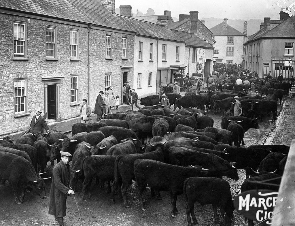 #51 Cattle in a street at Brampton in Cumberland on the day of the Pony Fair, Ontario, 1890s.