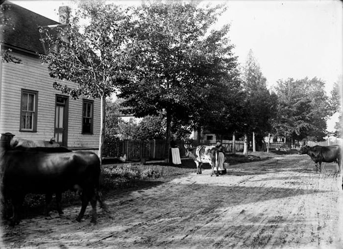 #70 Cows on Fifth Ave., Ottawa, 1899