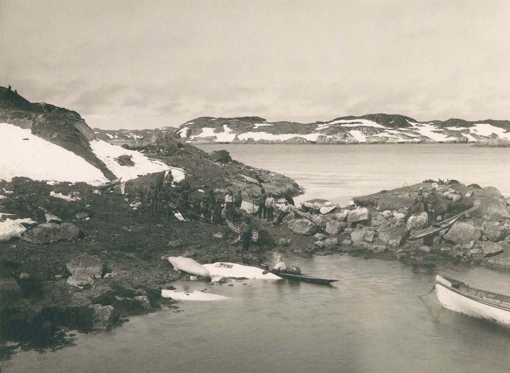 #15 Whalers haul their catch onto the shore near Nuuk, 1890s