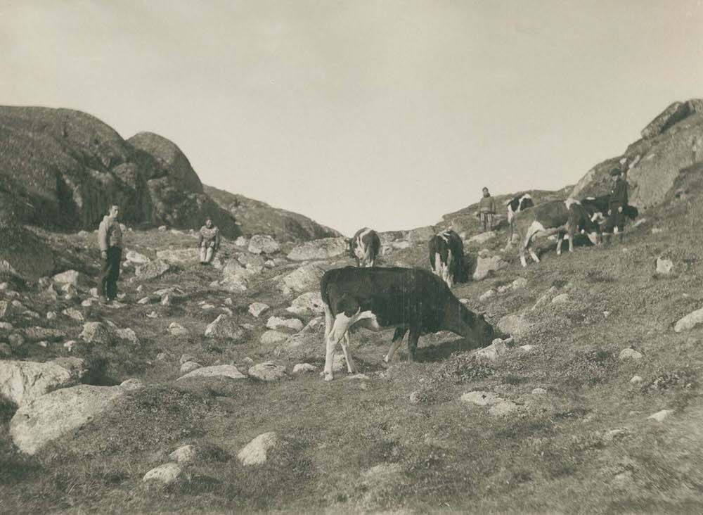 #20 Cows near the town of Qaqortoq, 1890s