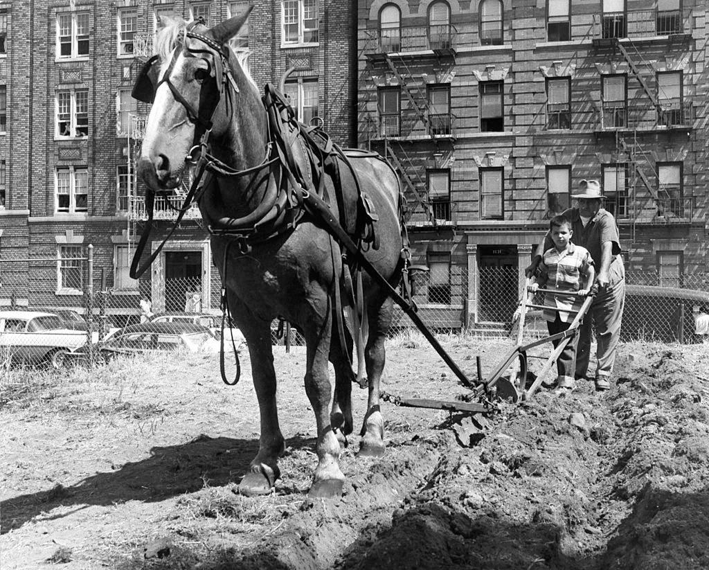 #33 Children paddle boating on lake in Prospect Park lake in Brooklyn, 1955.