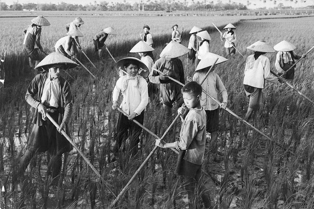 #2 Peasants in the Rice Fields of North Vietnam, 1960.