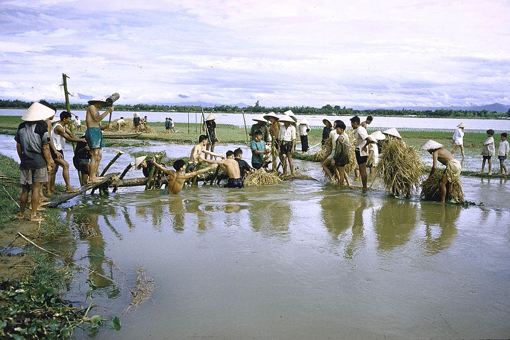 #29 Rice farmers struggling to build dam to contain flood waters, 1961.
