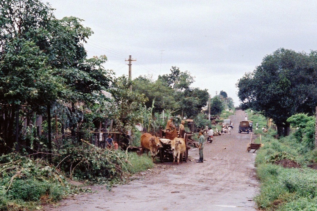 #75 Cow-cart on countryside street, Vietnam, 1967