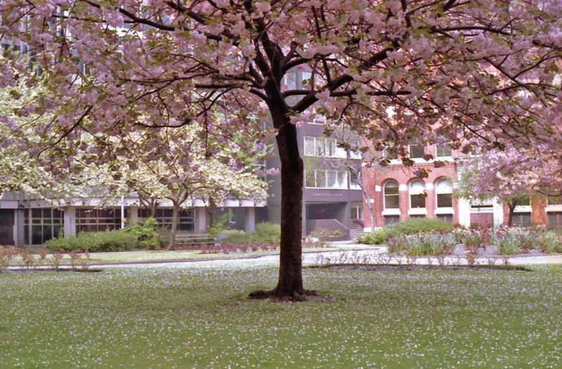 #55 Cherry blossom in St Mary’s Parsonage, 1982