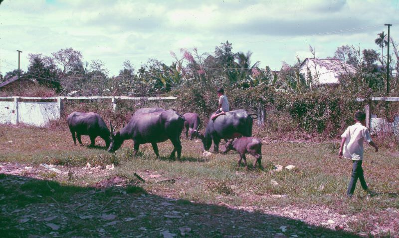 #12 Boy rides water buffalo in Can Tho, 1968
