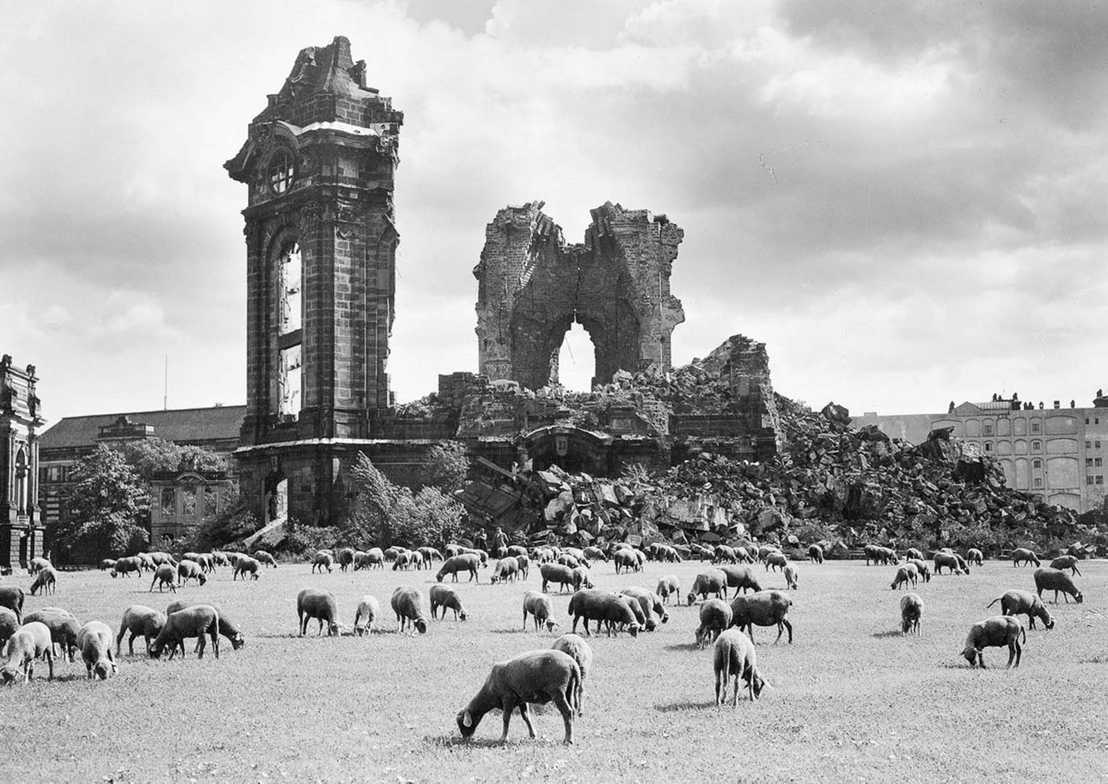 #27 Sheep graze near the ruins of the Frauenkirche, 1957.