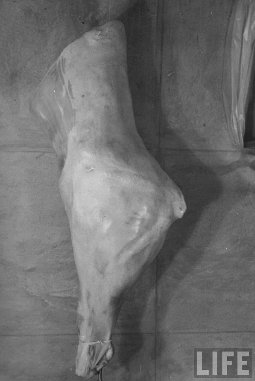 A quarter of beef is being packed into a Cryovac latex balloon developed by Dewey &; Almy Chemical Co. of Cambridge, MA.