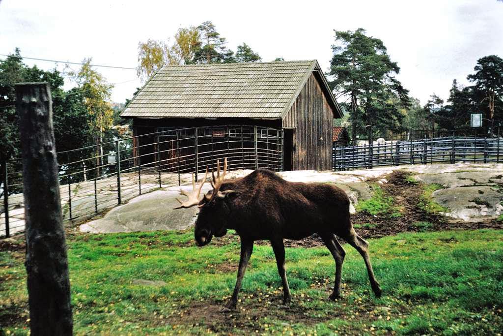 #53 Canadian moose, Helsinki Zoo, 1960s