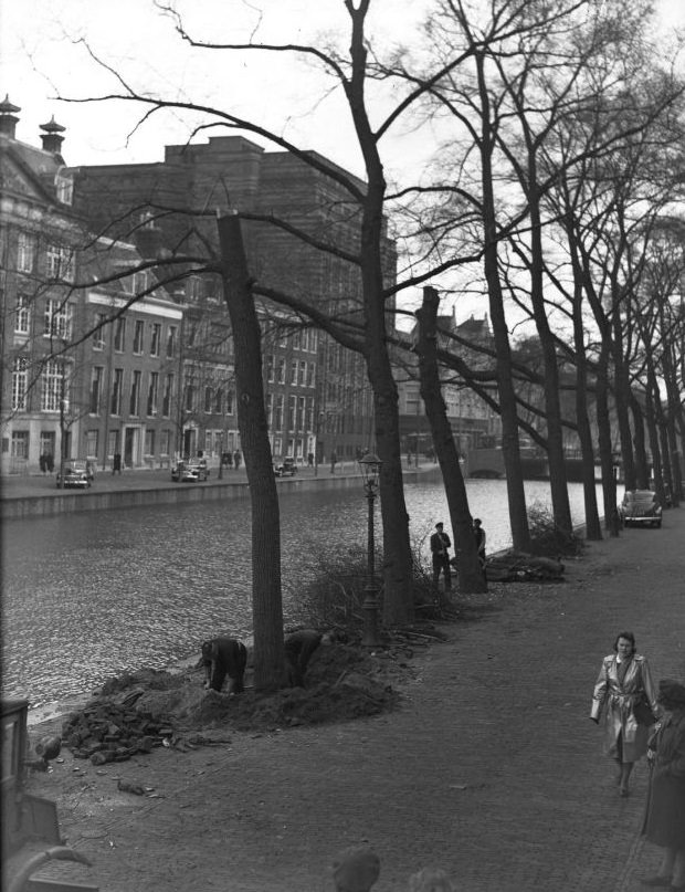 #40 On the Keizersgracht the elms are felled by municipal employees and replaced by linden (21 years old) from the Bach district. Amsterdam, February 5, 1948